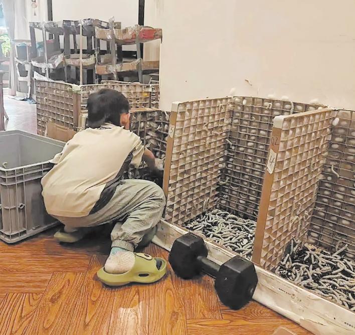 养在客厅的蚕房 受访者供图
