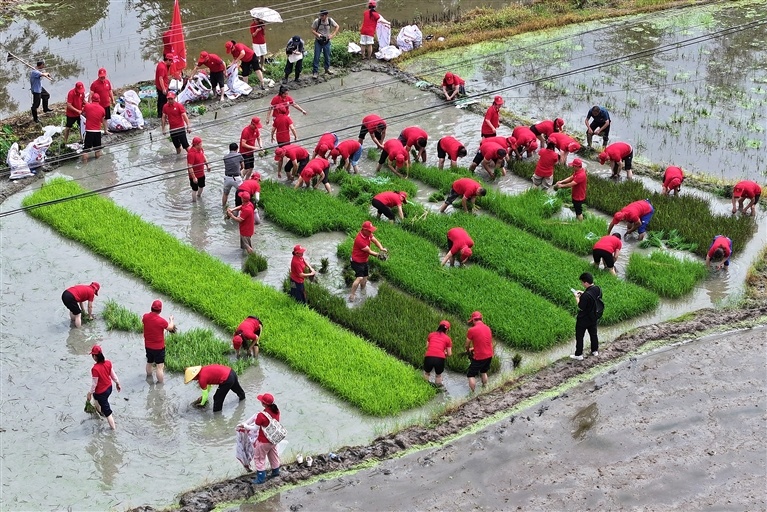 宜丰县：插秧比赛（图）