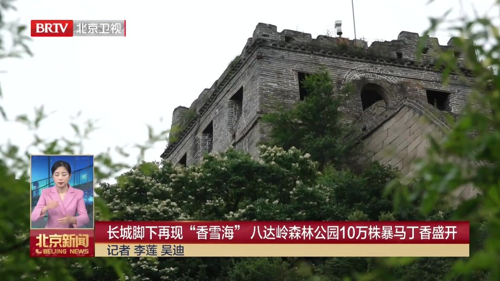 长城脚下再现“香雪海” 八达岭森林公园10万株暴马丁香盛开