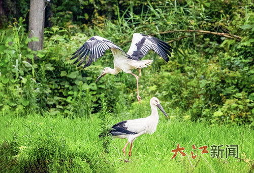 詹发文拍摄到的东方白鹳照片。