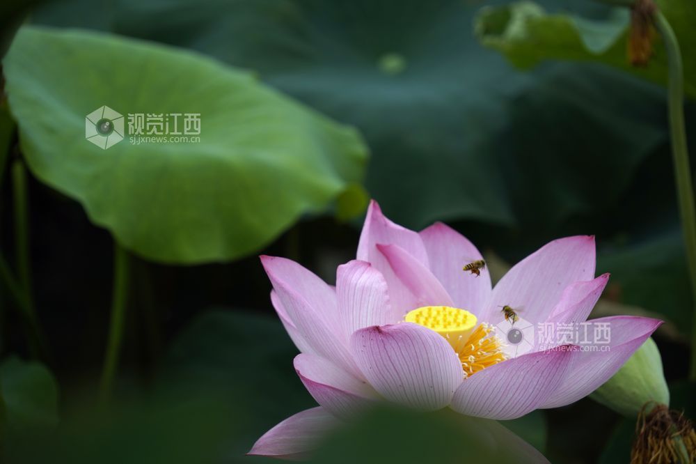 2026 年6月11日,江西省遂川县泉江镇洋村荷塘粉白荷花次第绽放,花苞亭亭立于水面,荷叶铺展如碧毯,静水映出花影,蜂蝶流连花间,连片荷塘勾勒乡村秀美画卷,尽显乡土生态之美。