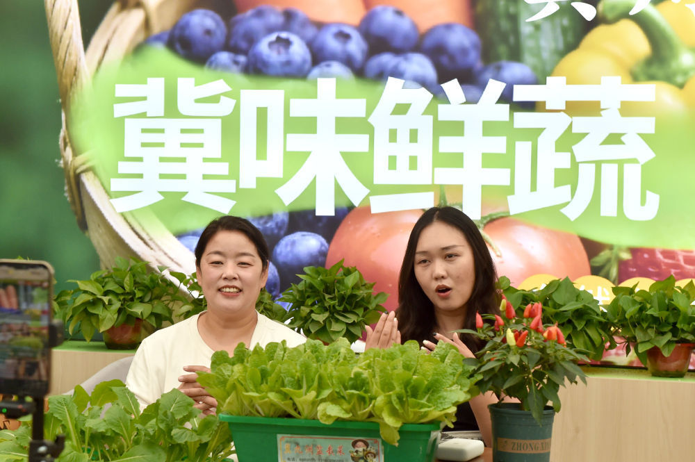 衡水:让“科技芯”丰盈“菜篮子”(图13)