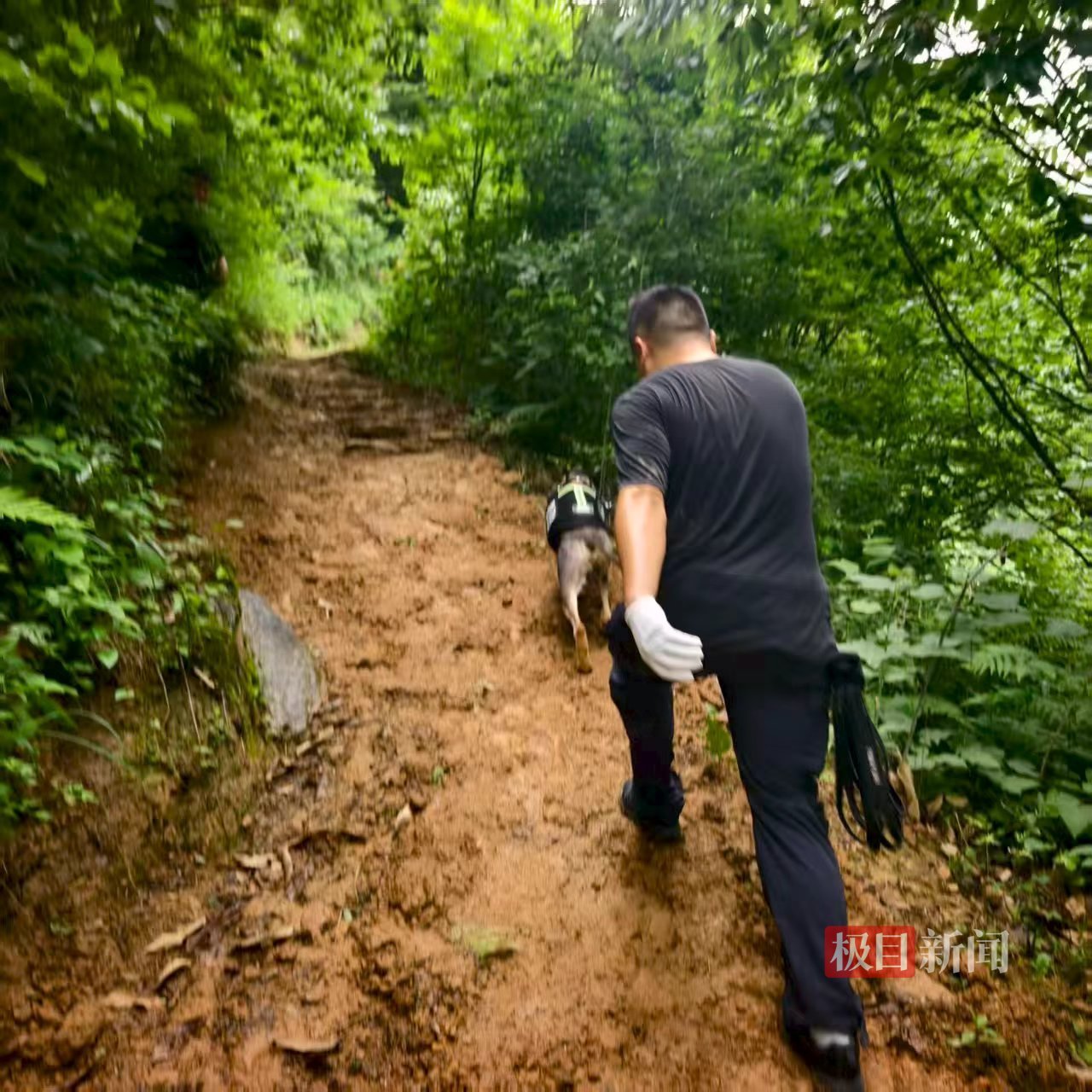 五峰县公安局警犬“飓风”在深山密林中搜寻走失老人