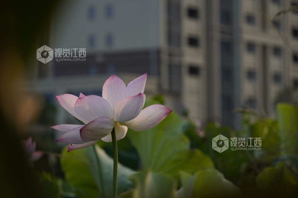 2026 年6月11日,江西省遂川县泉江镇洋村荷塘粉白荷花次第绽放,花苞亭亭立于水面,荷叶铺展如碧毯,静水映出花影,蜂蝶流连花间,连片荷塘勾勒乡村秀美画卷,尽显乡土生态之美。