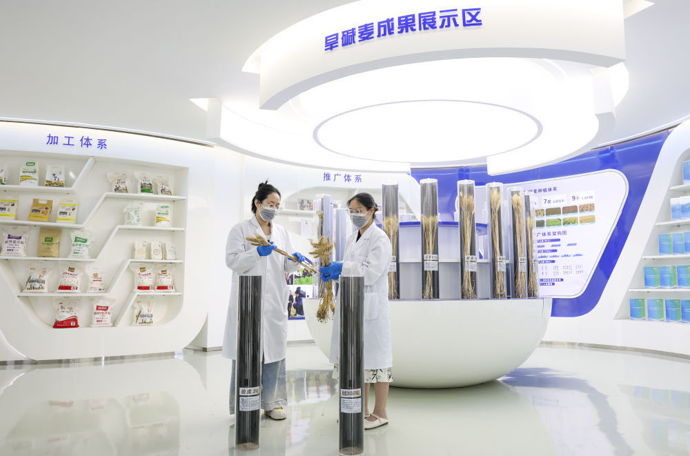↑6月5日，在位于河北省沧州市的国家盐碱地综合利用技术创新中心旱碱麦特色产业创新基地，技术人员整理麦穗展品。新华社记者 王菲 摄