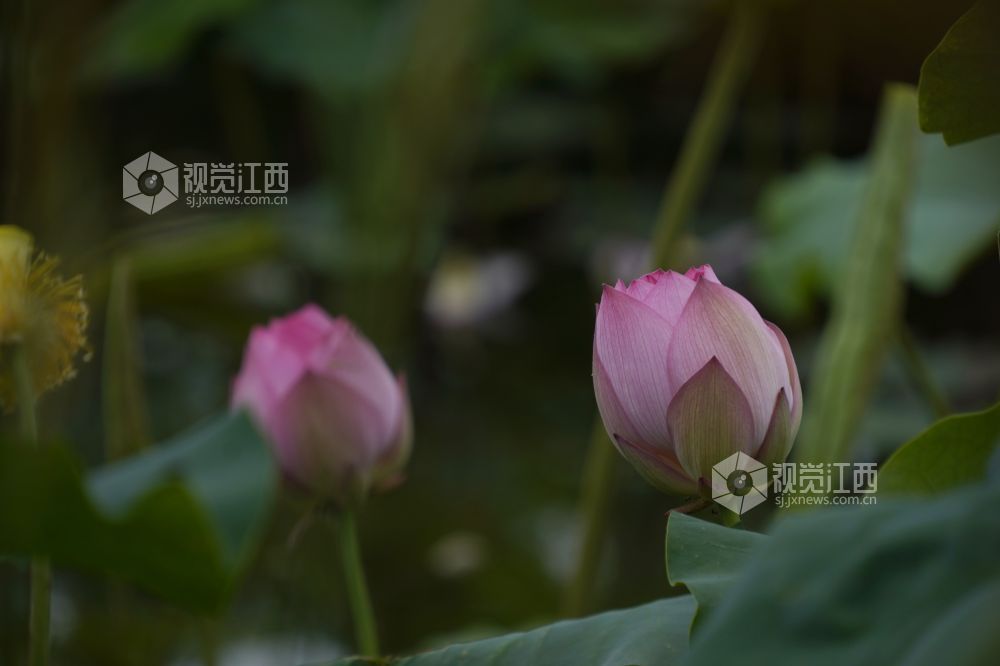 2026 年6月11日,江西省遂川县泉江镇洋村荷塘粉白荷花次第绽放,花苞亭亭立于水面,荷叶铺展如碧毯,静水映出花影,蜂蝶流连花间,连片荷塘勾勒乡村秀美画卷,尽显乡土生态之美。