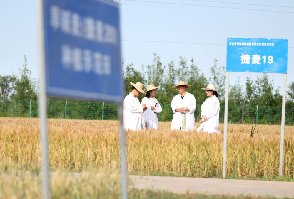 ↑6月5日，在河北沧州中捷产业园区农科所旱碱麦育种试验田，技术人员查看旱碱麦长势。新华社记者 黄孝邦 摄