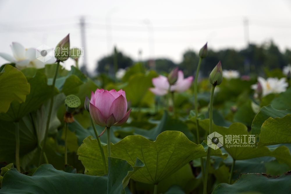 2026 年6月11日,江西省遂川县泉江镇洋村荷塘粉白荷花次第绽放,花苞亭亭立于水面,荷叶铺展如碧毯,静水映出花影,蜂蝶流连花间,连片荷塘勾勒乡村秀美画卷,尽显乡土生态之美。