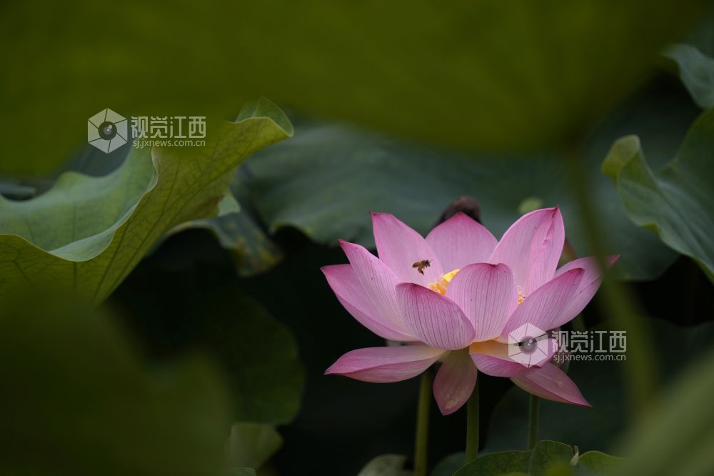 2026 年6月11日,江西省遂川县泉江镇洋村荷塘粉白荷花次第绽放,花苞亭亭立于水面,荷叶铺展如碧毯,静水映出花影,蜂蝶流连花间,连片荷塘勾勒乡村秀美画卷,尽显乡土生态之美。