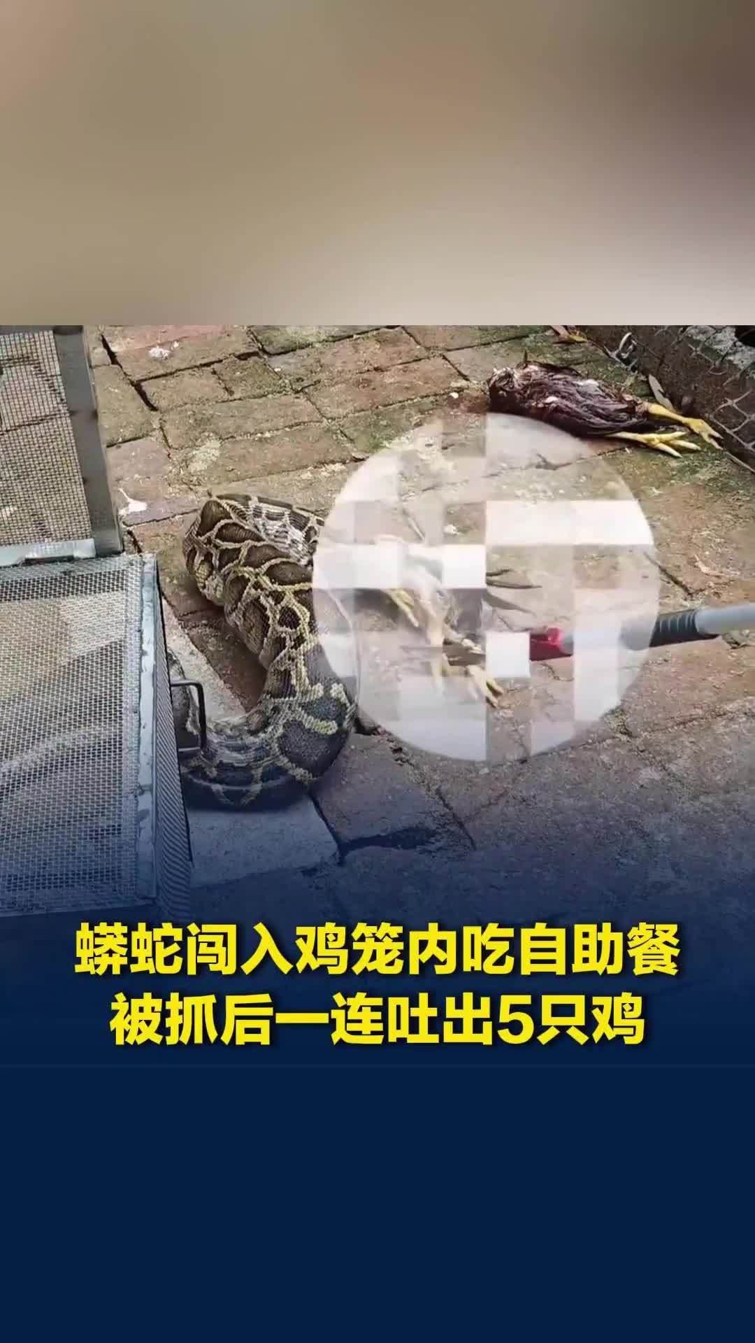 蟒蛇闯入鸡笼内吃“自助餐”，被抓后竟一连吐出5只鸡，网友：现实版贪吃蛇