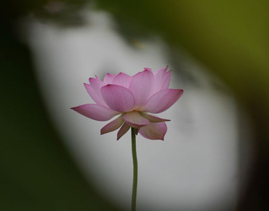 遂川县：夏日荷花盛放景如画