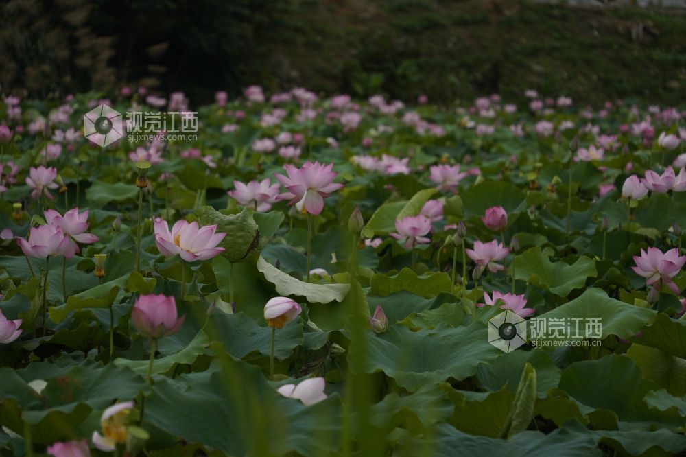 2026 年6月11日,江西省遂川县泉江镇洋村荷塘粉白荷花次第绽放,花苞亭亭立于水面,荷叶铺展如碧毯,静水映出花影,蜂蝶流连花间,连片荷塘勾勒乡村秀美画卷,尽显乡土生态之美。