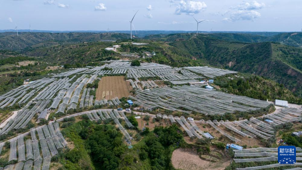 这是6月11日拍摄的陕西省延安市延川县文安驿镇梁家河村山地苹果园(无人机照片)。