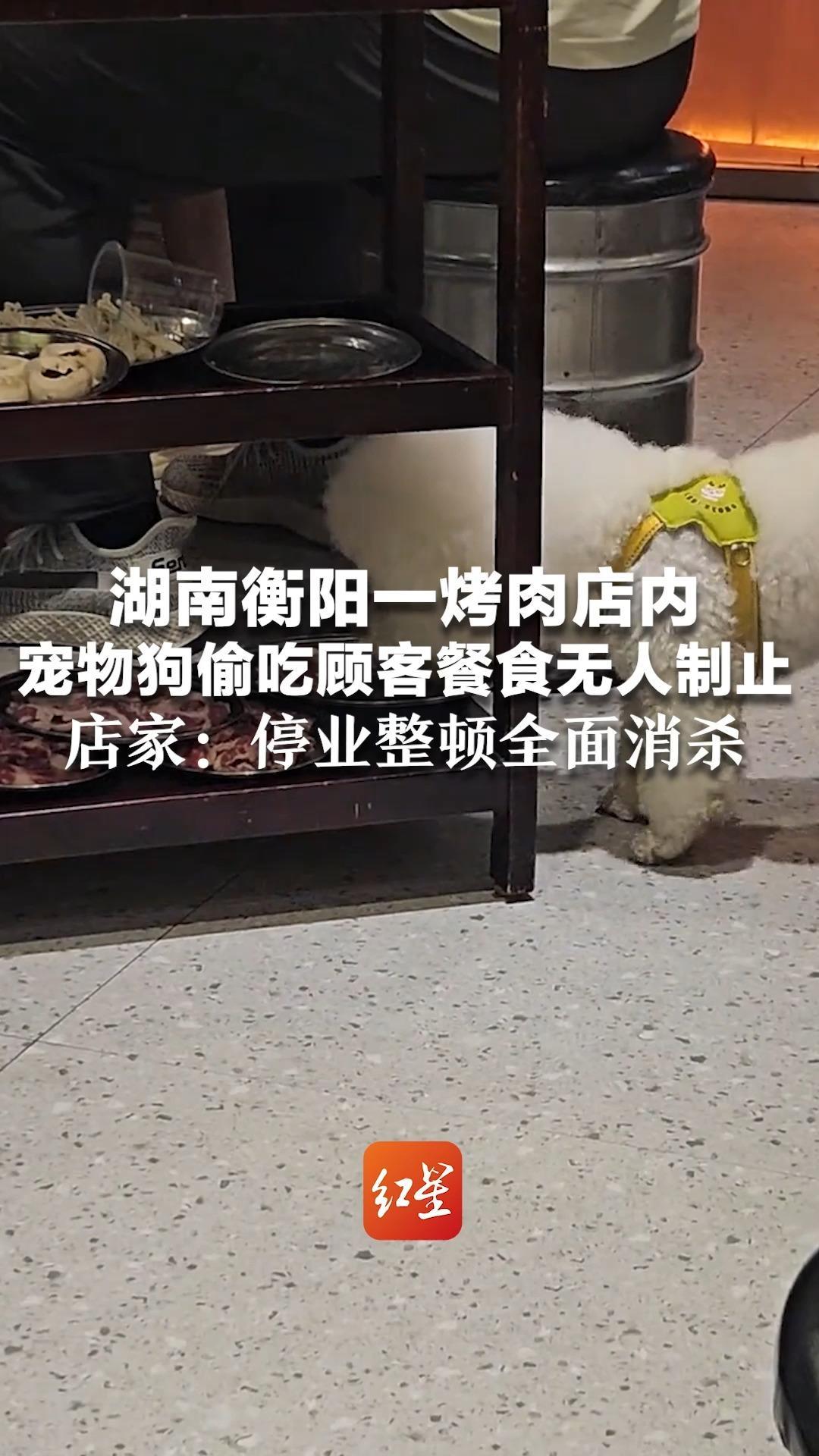 湖南衡阳一烤肉店内 宠物狗偷吃顾客餐食无人制止 店家：停业整顿全面消杀 启用店外宠物狗临时安置区