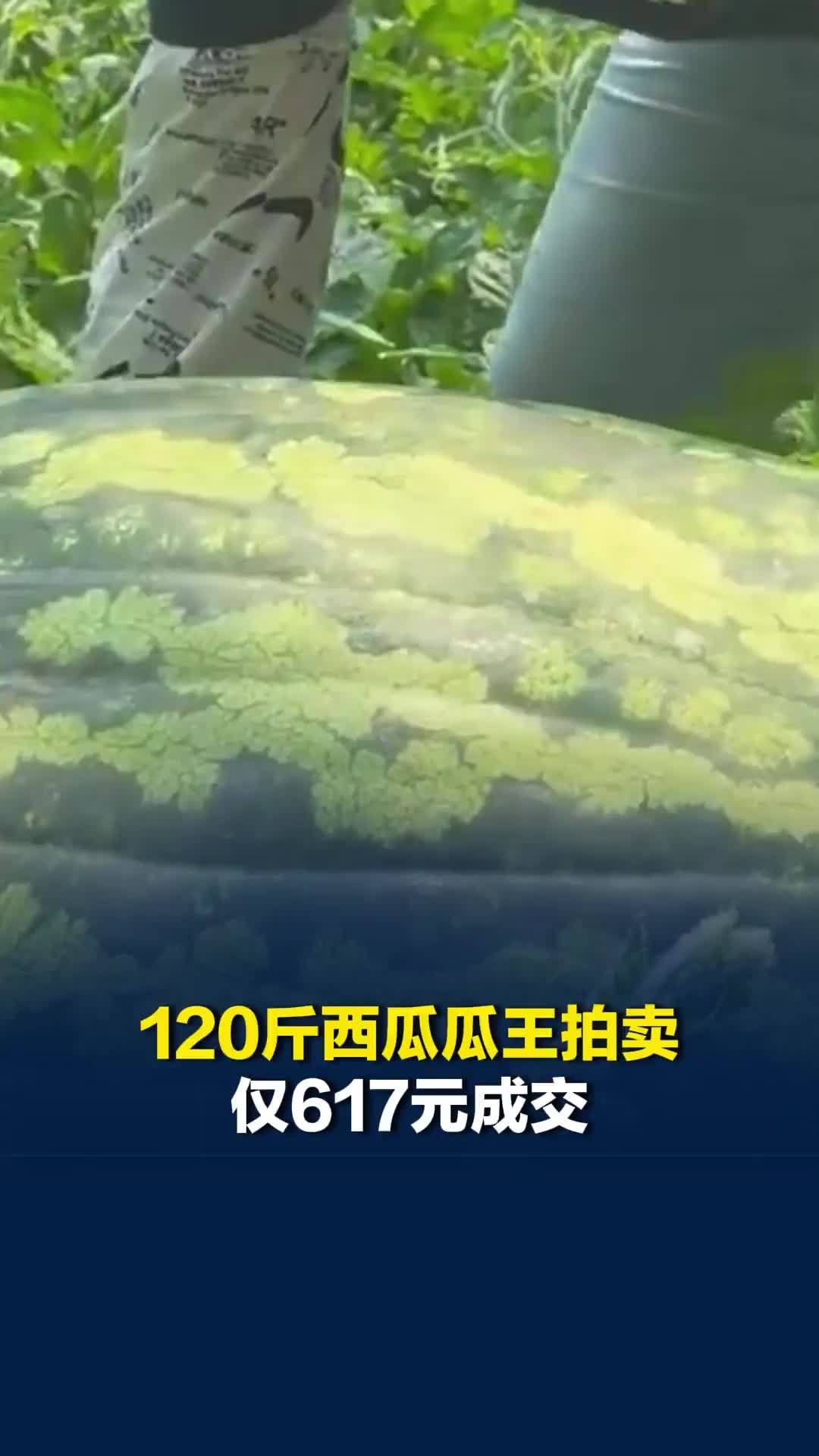 120斤西瓜瓜王拍卖68轮竞价，仅617元成交！去年同款卖出13000元