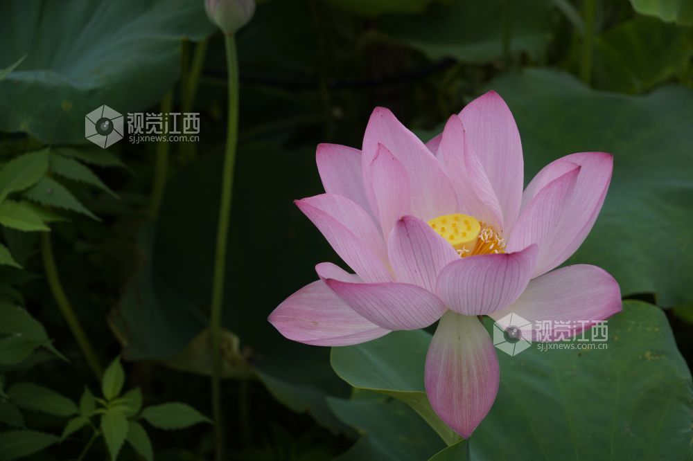 2026 年6月11日,江西省遂川县泉江镇洋村荷塘粉白荷花次第绽放,花苞亭亭立于水面,荷叶铺展如碧毯,静水映出花影,蜂蝶流连花间,连片荷塘勾勒乡村秀美画卷,尽显乡土生态之美。