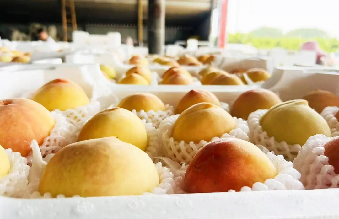 品牌价值破20亿!新沂水蜜桃的“甜蜜经济学”