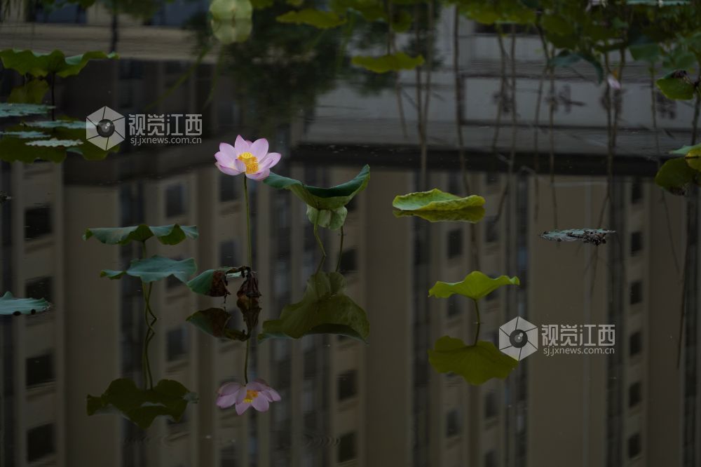 2026 年6月11日,江西省遂川县泉江镇洋村荷塘粉白荷花次第绽放,花苞亭亭立于水面,荷叶铺展如碧毯,静水映出花影,蜂蝶流连花间,连片荷塘勾勒乡村秀美画卷,尽显乡土生态之美。