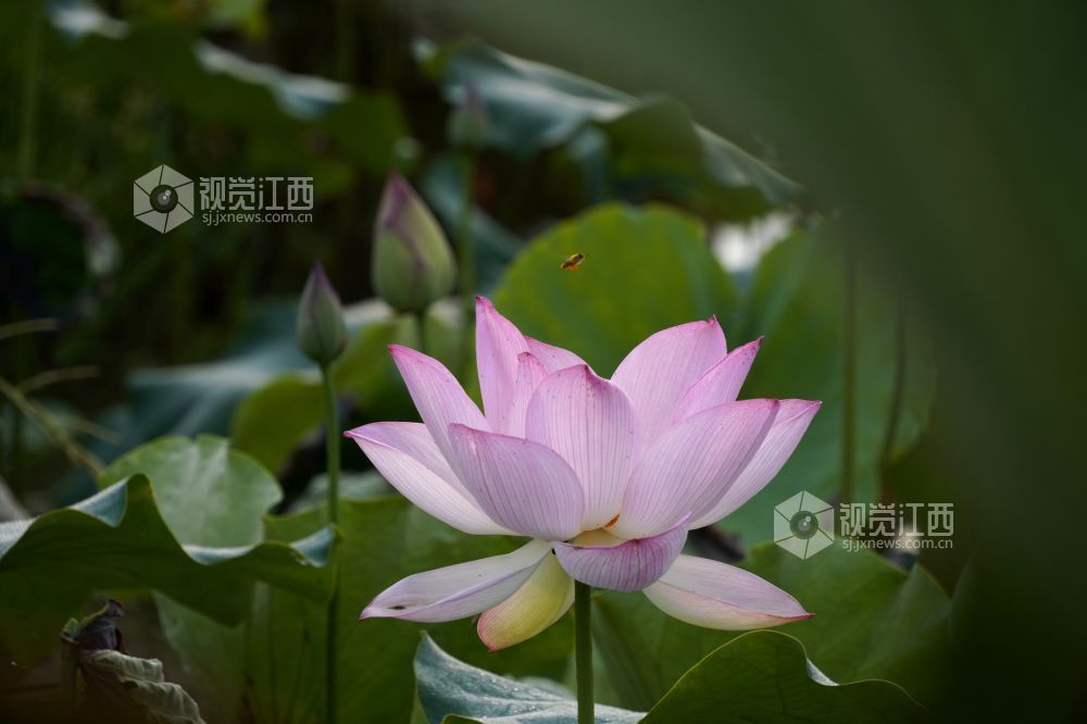 2026 年6月11日,江西省遂川县泉江镇洋村荷塘粉白荷花次第绽放,花苞亭亭立于水面,荷叶铺展如碧毯,静水映出花影,蜂蝶流连花间,连片荷塘勾勒乡村秀美画卷,尽显乡土生态之美。