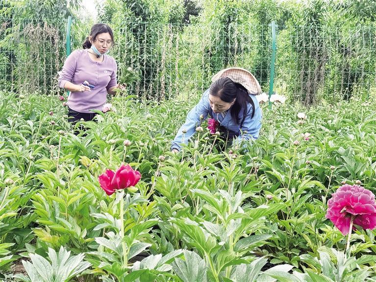 甘肃省农科院林果花卉研究所科研人员在查看芍药长势
