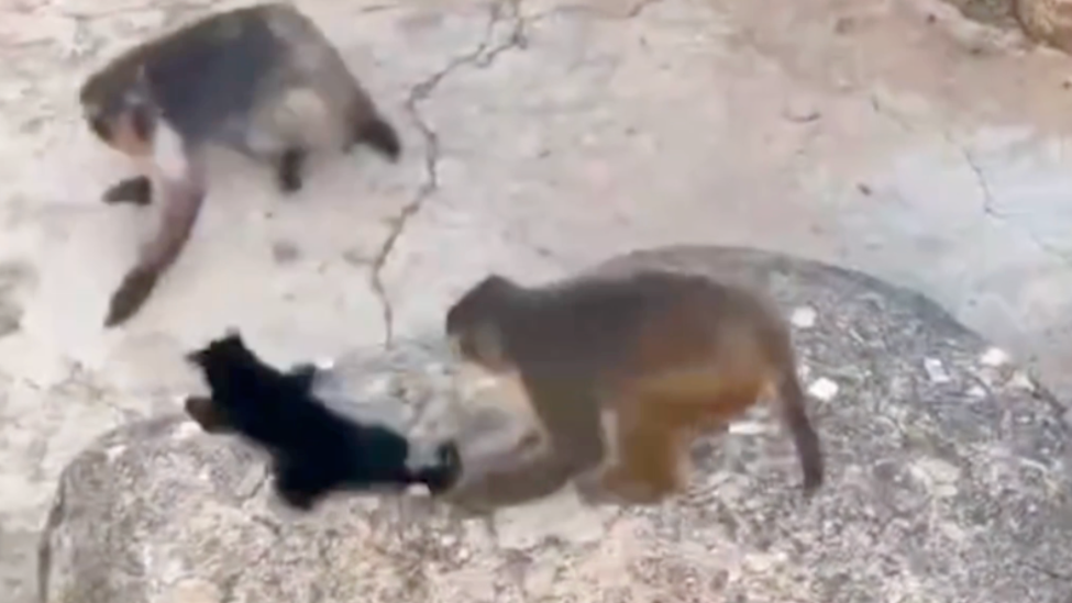 野猫闯入猴园遭多次拖拽，疑似被猴群霸凌，园方回应