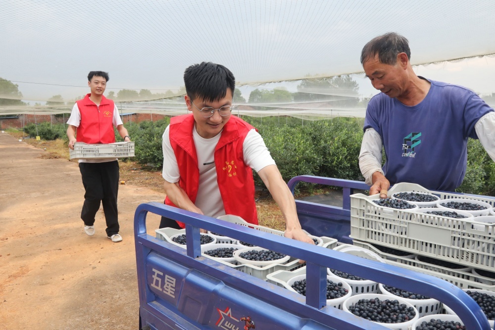 江西东乡：党员助力采收蓝莓