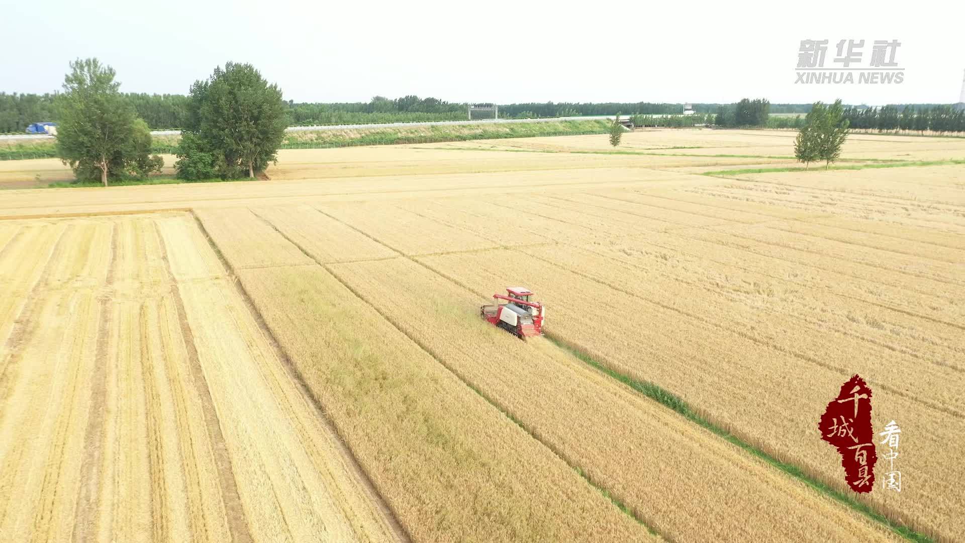 千城百县看中国丨山东禹城：抢抓晴好天气保夏收