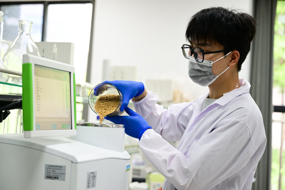 ↑6月5日，在位于河北省沧州市的国家盐碱地综合利用技术创新中心旱碱麦特色产业创新基地，技术人员检测旱碱麦的各项指标。新华社记者 周牧 摄