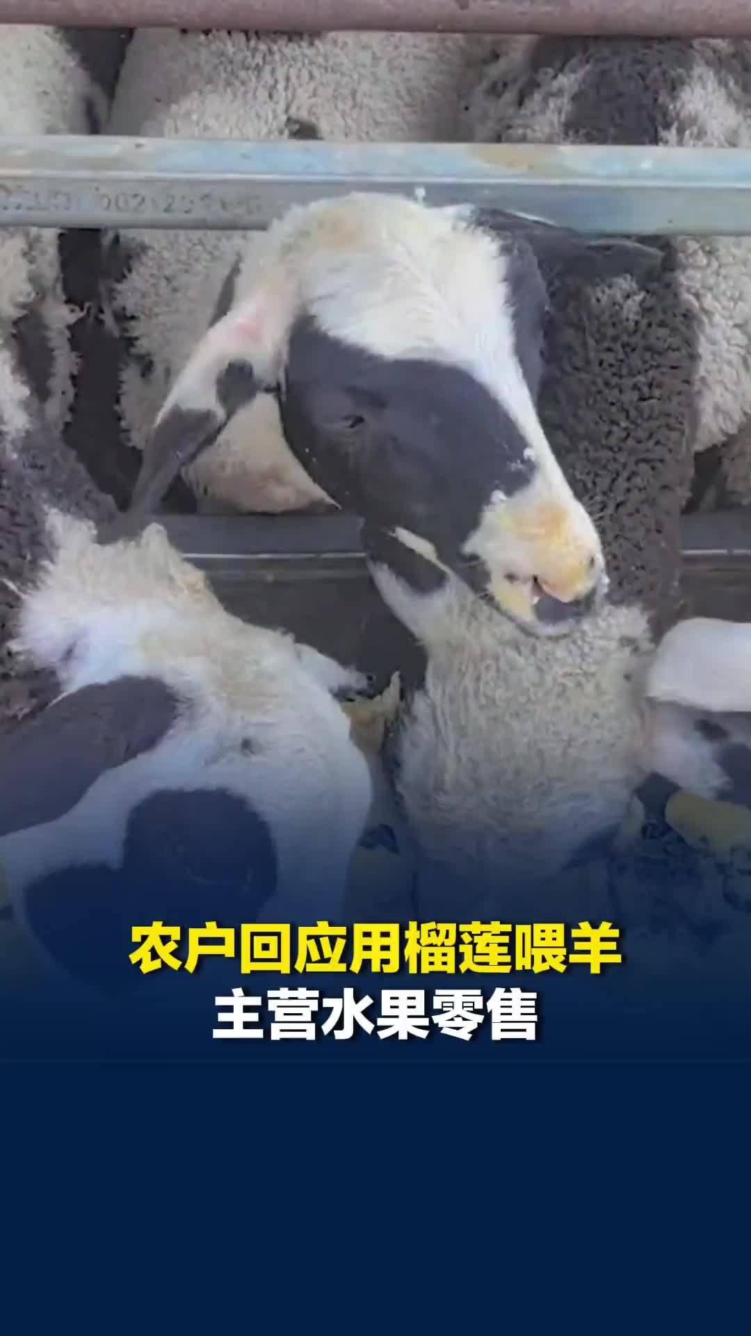 农户回应用榴莲喂羊：主营水果零售，破损、死包的榴莲从不售卖，全都喂羊