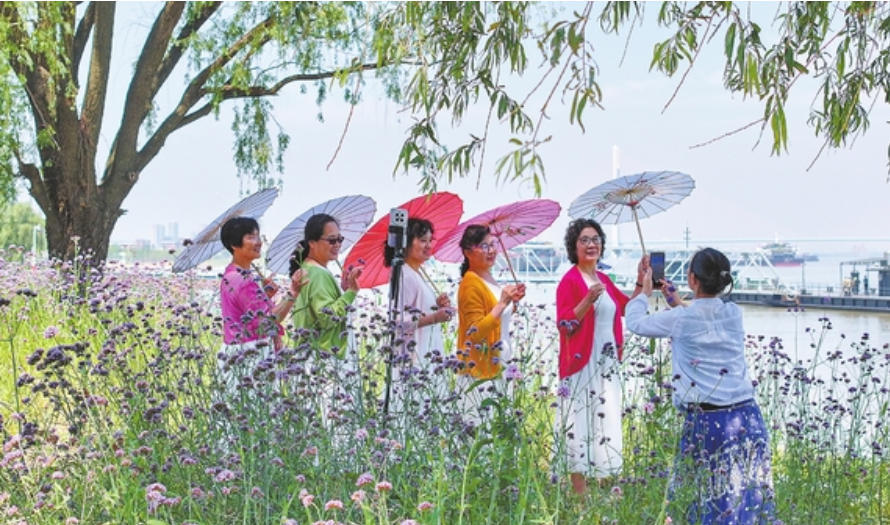 九江：马鞭草江畔盛放（图）