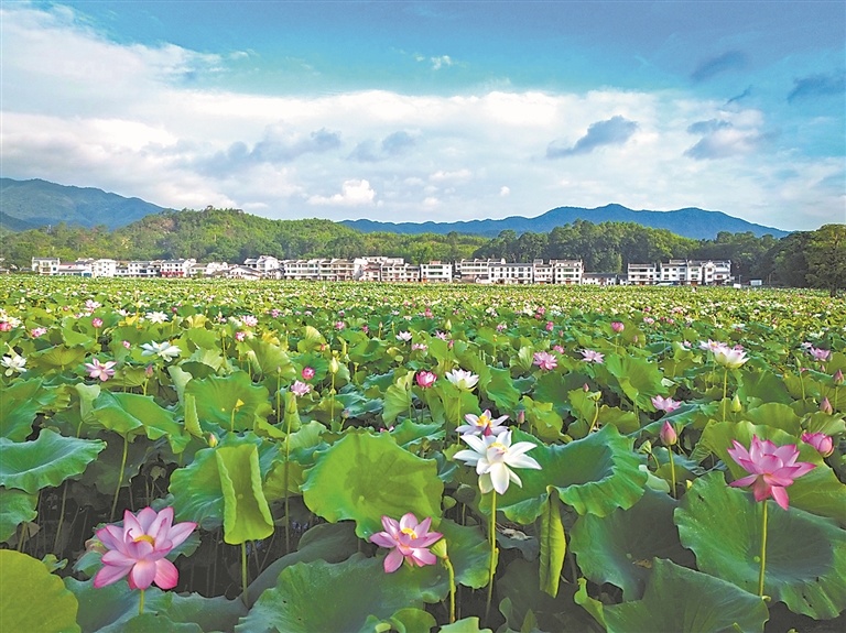 广昌县驿前镇姚西莲海。 通讯员 饶清龙摄