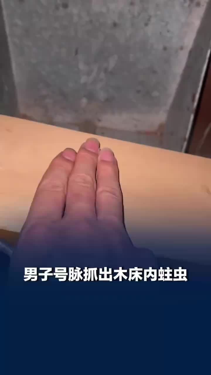 男子号脉抓出木床内蛀虫