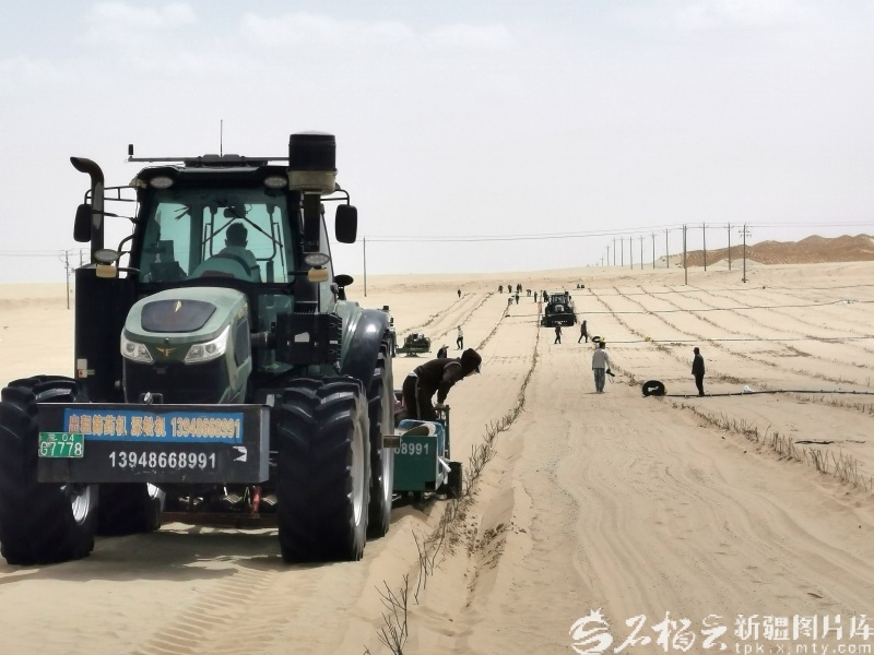 于田县农户在承包的沙地里使用机械栽种沙漠玫瑰苗。（资料图）石榴云/新疆日报记者 曹华摄