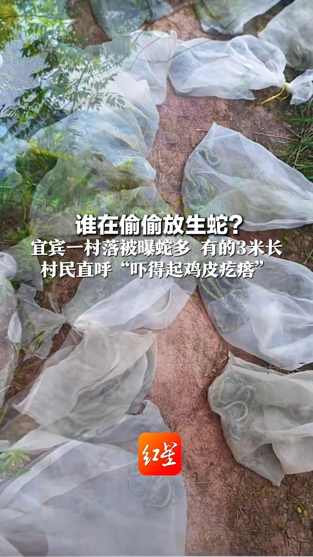 谁在偷偷放生蛇？ 宜宾一村落被曝蛇多 有的3米长 村民直呼“吓得起鸡皮疙瘩” 村委会：举报有奖