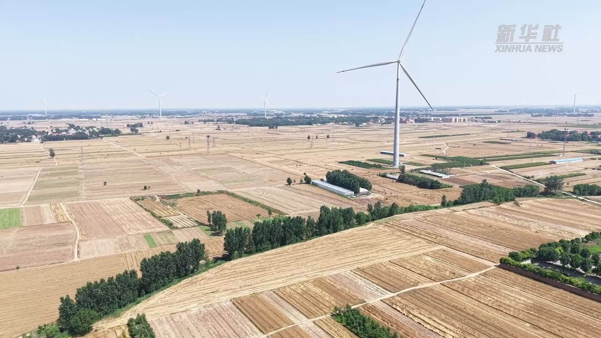 河北馆陶：黑小麦迎丰收铺就致富路