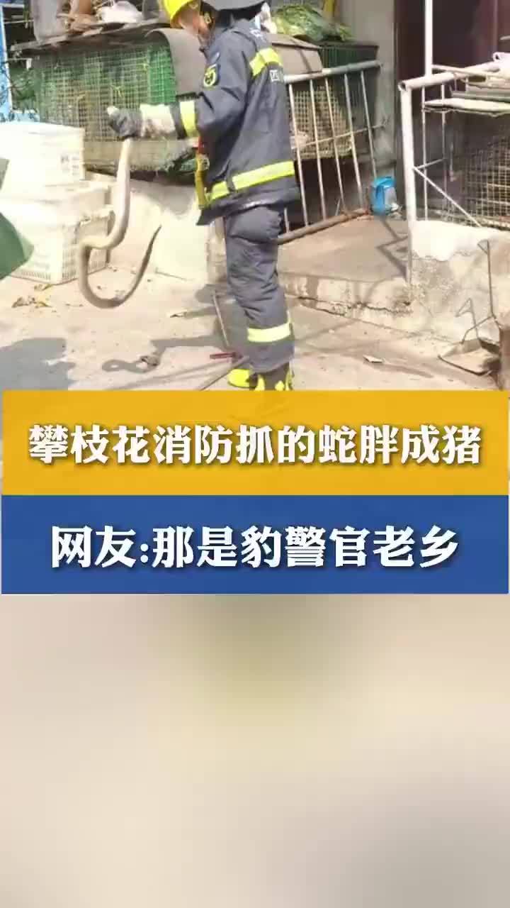 四川攀枝花消防抓的蛇个个胖成猪