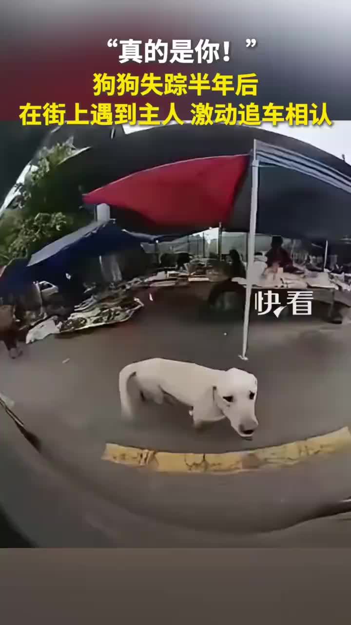“真的是你！”狗狗失踪半年后街上遇到主人追车相认​​​