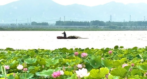 邹城：孟子湖畔荷花开