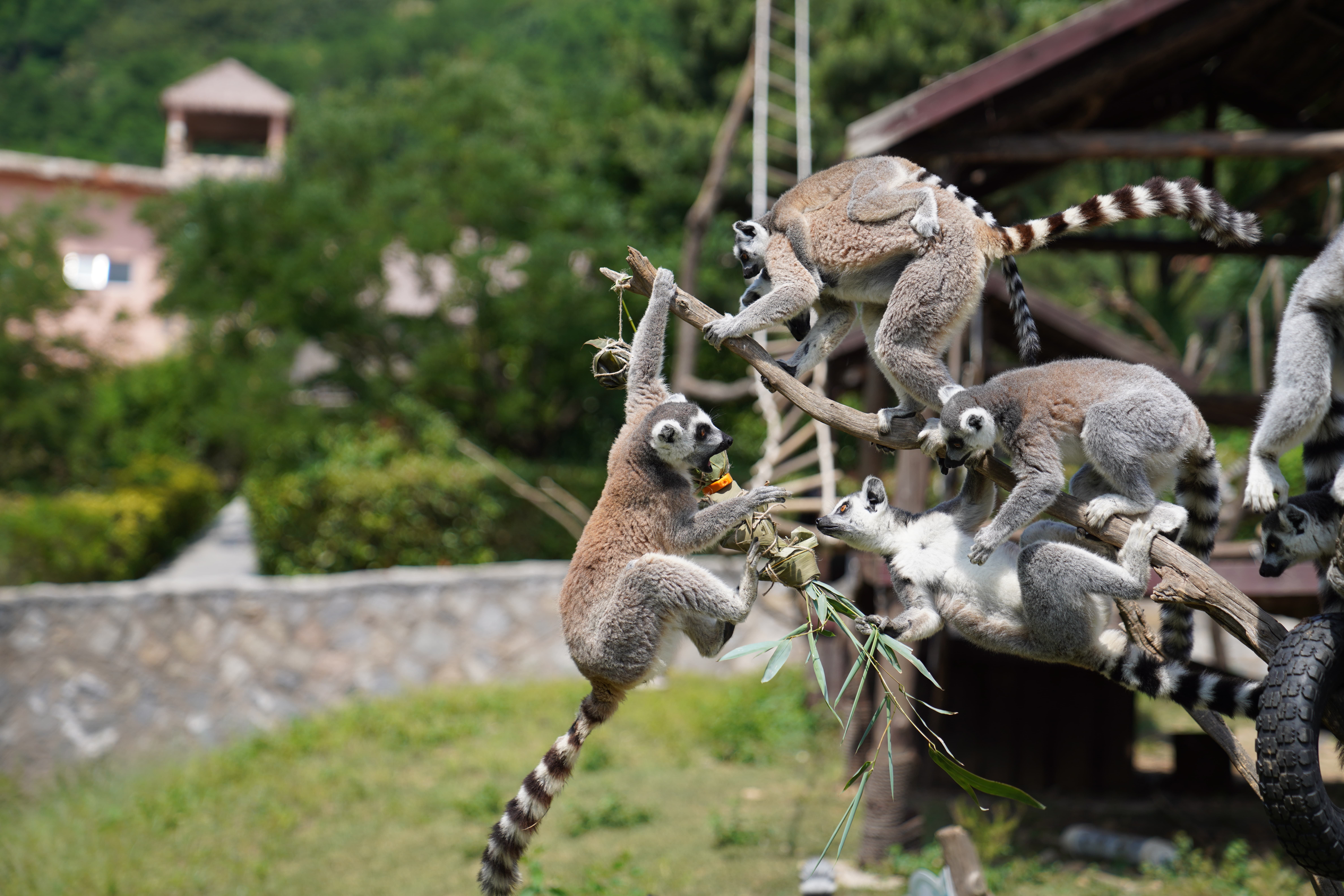 粽遇青野 萌兽狂欢 动物世界解锁端午新玩法
