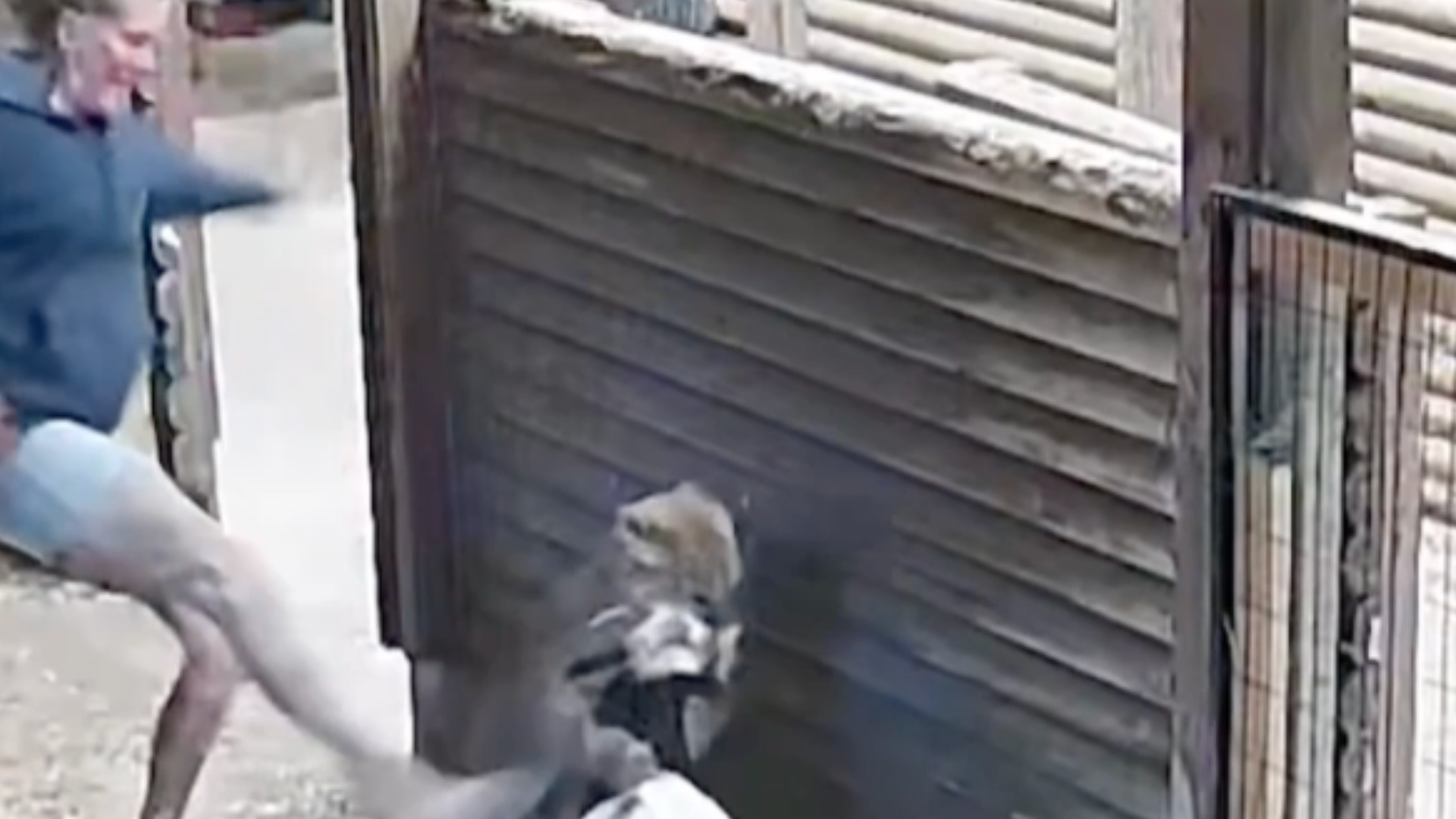 命悬一线！美洲狮闯进加拿大一户农舍，死死咬住小羊不松口，女主人赤手空拳几记猛踢将其赶跑