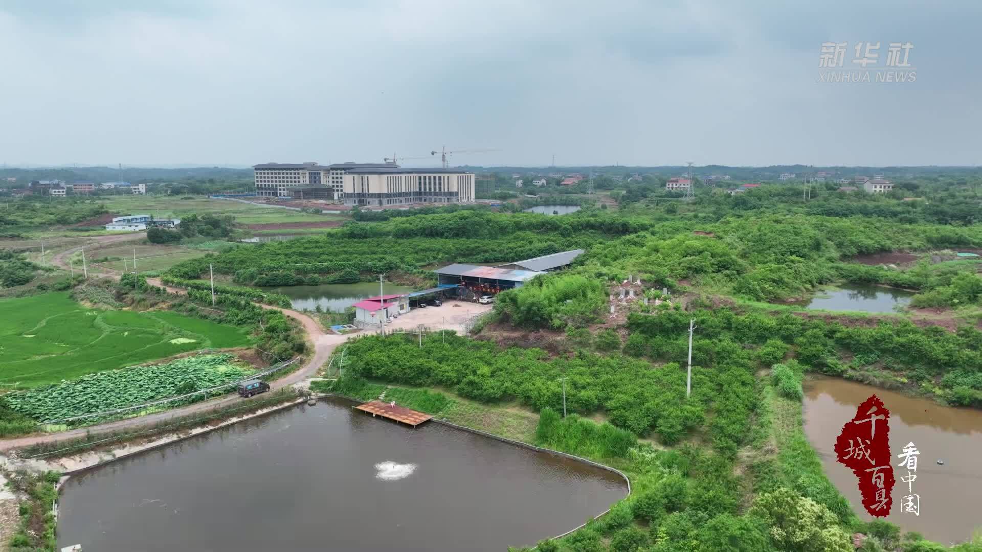 千城百县看中国｜湖南衡阳：黄桃飘香引客来