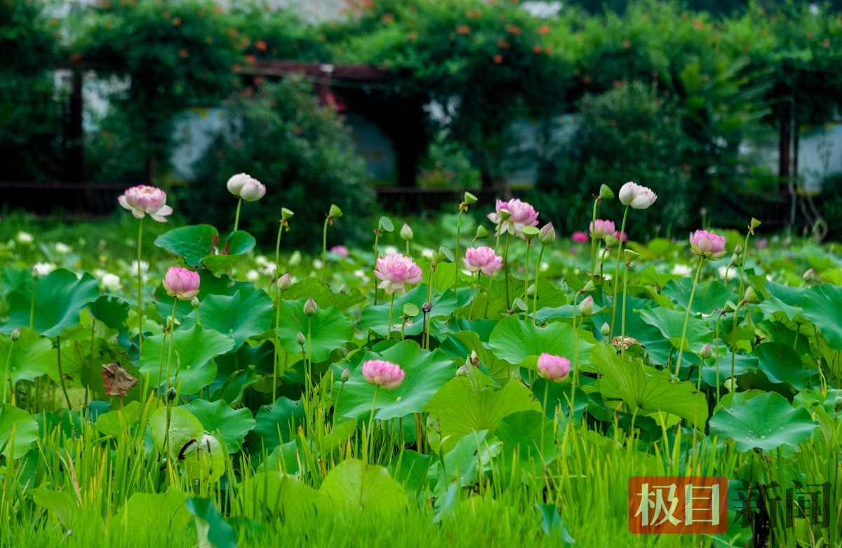 秀湖植物园一角，大片荷花绽放