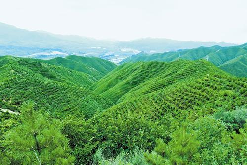 承德丰宁大阁镇满堂村水源涵养林工程。承德市林草局供图