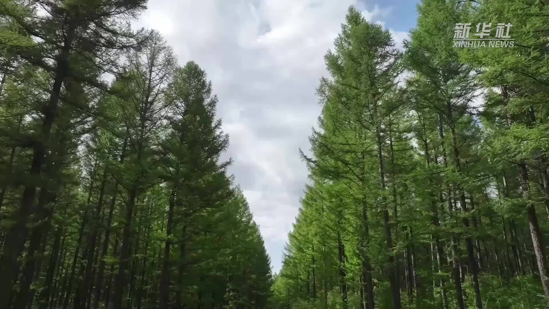 塞罕坝机械林场：荒漠变林海的绿色奇迹