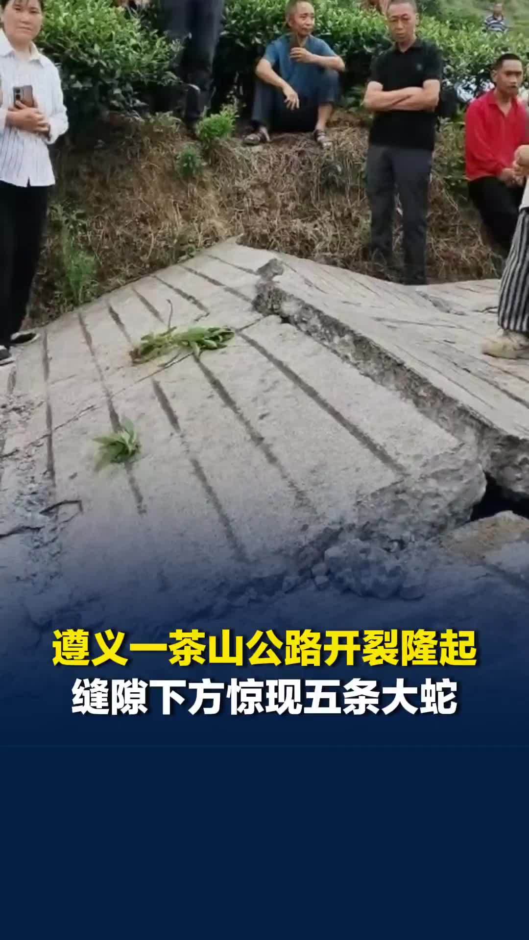 贵州遵义一茶山公路开裂隆起，缝隙下方惊现5条大蛇，当地回应