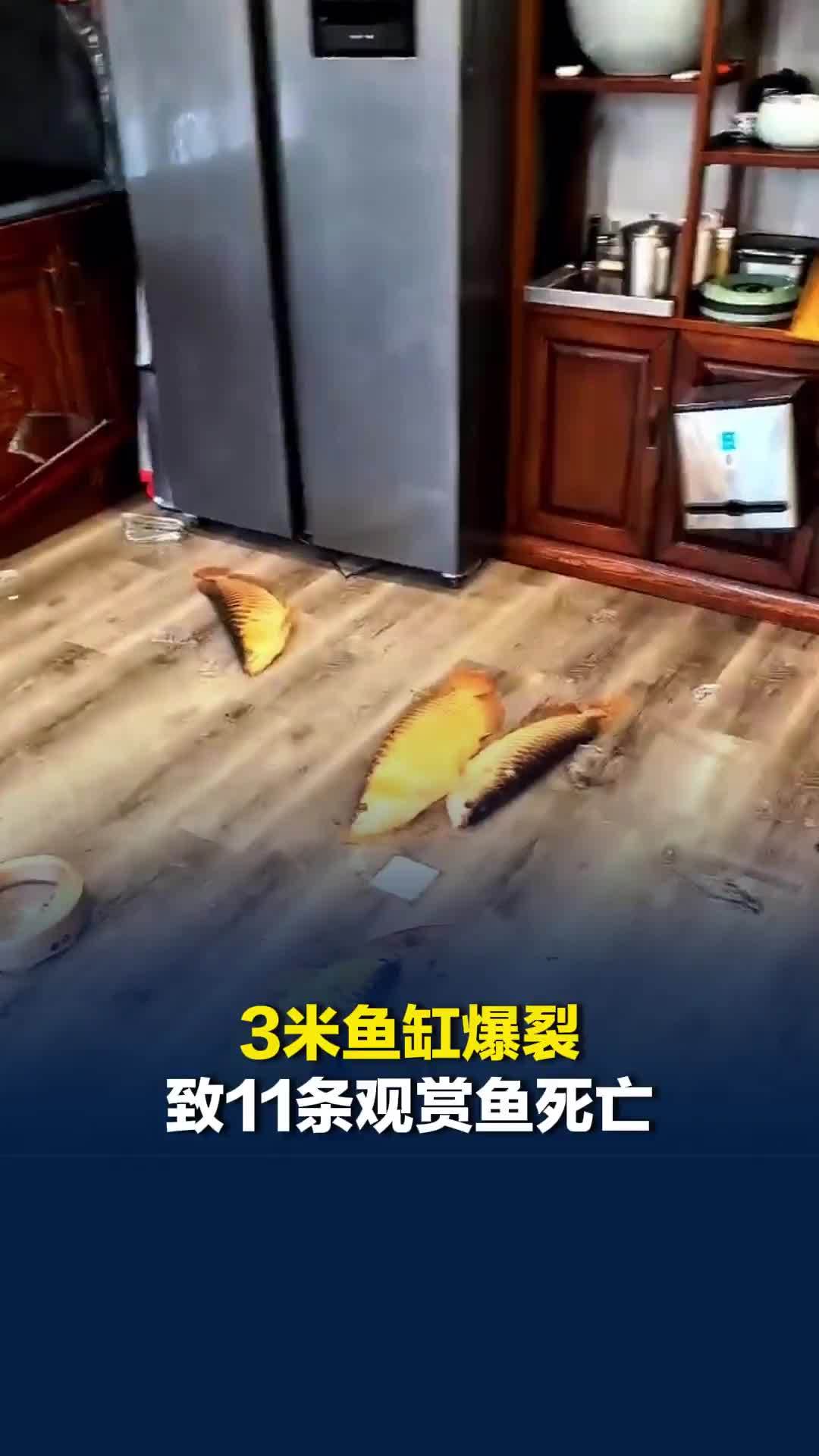 3米鱼缸爆裂致11条观赏鱼死亡，鱼主人好友：养了5年，损失二十多万