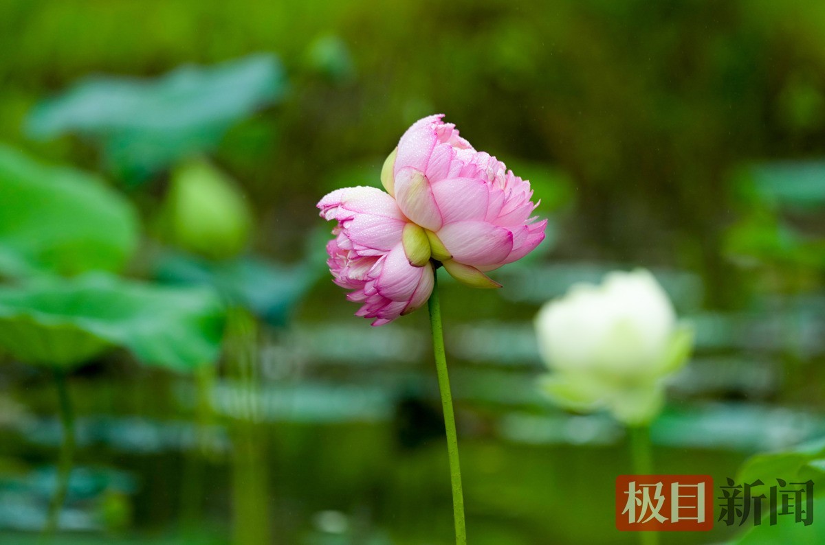 记者6月13日现场拍摄的并蒂莲