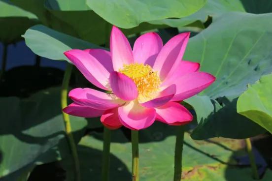 不止牡丹!菏泽夏日荷塘盛放多处美景等你来打卡(图6)