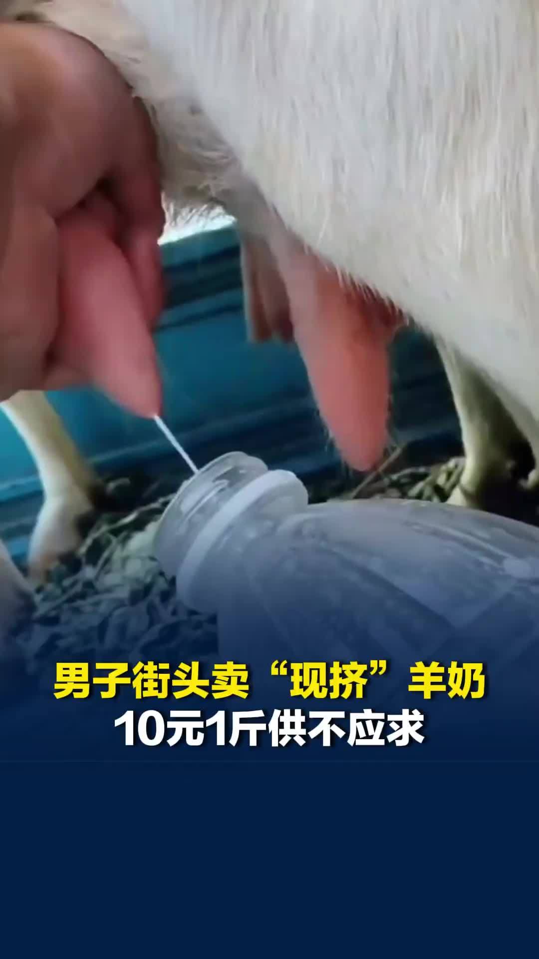 河南90后男子街头卖“现挤”羊奶，10元1斤供不应求，小羊从1只繁育至20多只