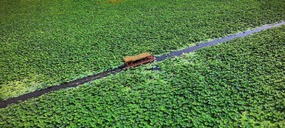 荷风入夏百鸟栖湖｜邂逅微山湖六月清柔风光